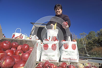 Woman selling apples Editorial Stock Photo