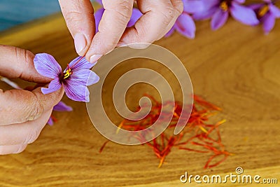 Woman separates of stamens from a flower saffron Stock Photo