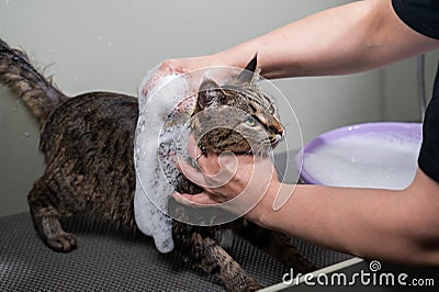 Woman shampooing a tabby gray cat in a grooming salon. Stock Photo