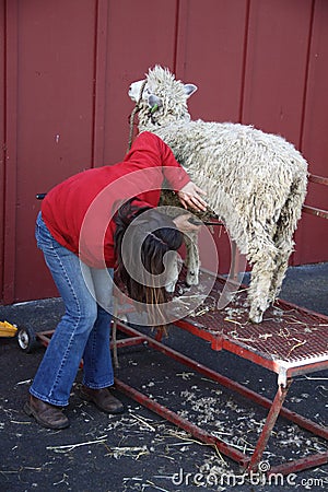 Woman Shearing Sheep Editorial Stock Photo