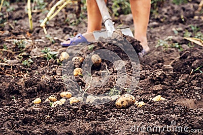 Woman with shovel digging potatoes, harvesting potatoes Stock Photo