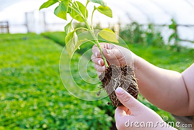 A woman shows a healthy pepper root system in a greenhouse on a blurred background. Stock Photo