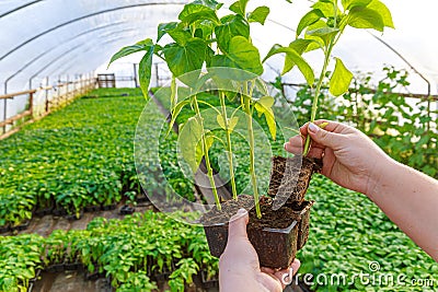 A woman shows a healthy root system in a pepper. Stock Photo