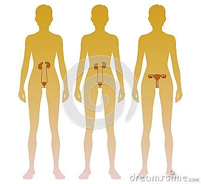 Woman silhouette with kidneys, adrenal glands, ovaries, uterus, bladder location on body. Illustration Stock Photo