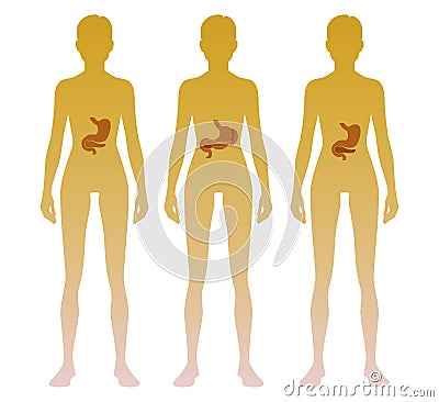 Woman silhouette with stomach, pancreas, spleen location on body. Illustration Stock Photo