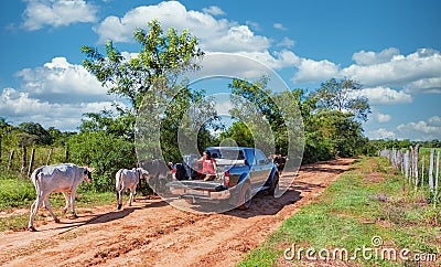 Woman sits in the back of a pickup truck with a dog and suitcase as free-roaming cows walk past her Stock Photo