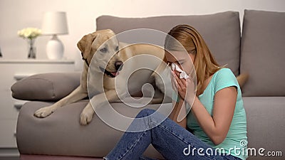 Woman sitting near labrador dog sneezing in tissue, fur allergy, antihistamine Stock Photo