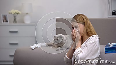 Woman sneezing from cat allergy, scottish fold sitting on couch, antihistamines Stock Photo