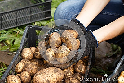 Woman sorting potato Stock Photo