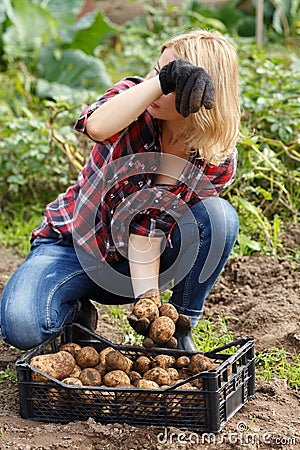 Woman sorting potato Stock Photo