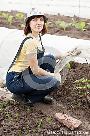 Woman with sprouts of peppers in hotbed Stock Photo