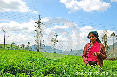 Woman from Sri Lanka picks in tea leaves Editorial Stock Photo