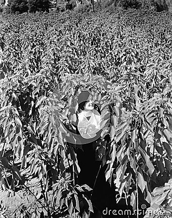 Woman standing in field of tall poinsettia plants Stock Photo