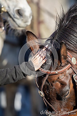 A woman strokes a chestnut-colored horse& x27;s head. Stock Photo