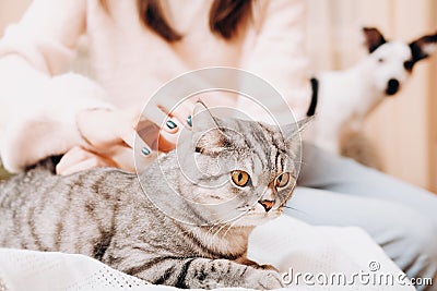 woman stroking tenderly her tabby cat while small dog looking at them. crop view. domestic scottish straight cat, pet Stock Photo