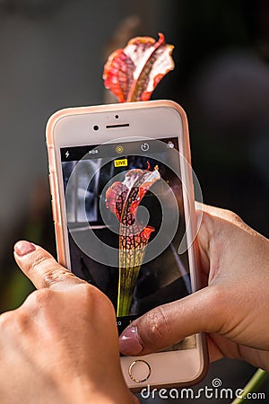 A woman takes a picture with her cell phone to a carnivorous flower Editorial Stock Photo