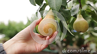 The woman takes a ripe juicy pear in her hand. The female hand touches the fruit on the tree during harvest on an. Organic farm. The concept of a healthy diet The woman takes a ripe juicy pear in her hand. The female hand touches the fruit on the tree during harvest on an. Organic farm. The concept of a healthy diet