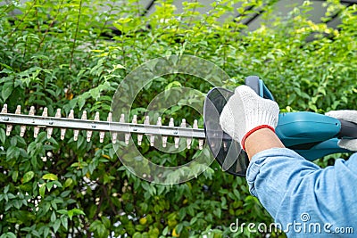 Woman taking care and growing plants, Hobby planting home garden, ornamental pruning Stock Photo
