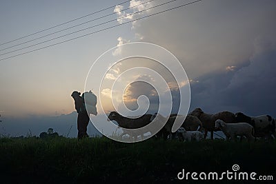 Woman taking care of her sheep from Nepal. Editorial Stock Photo