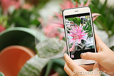 Woman taking photo of blooming aechmea flower, Stock Photo