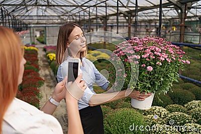 Woman taking photo on chrysanthemums Stock Photo