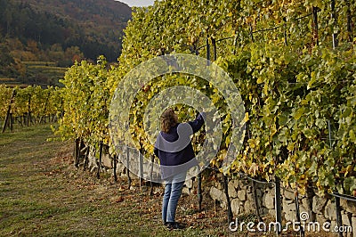 Woman tasting grapes Stock Photo