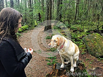 A woman about to feed her pet yellow lab a dog treat while walking in pacific spirit regional park. Vancouver, Canada. Stock Photo