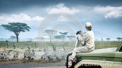 Woman tourist on safari in Africa, traveling by car in Kenya and Tanzania, watching zebras and antelopes in the savannah Stock Photo