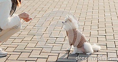 Woman train her dog with treat Stock Photo