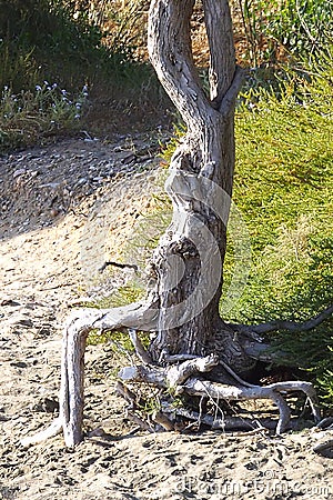 Woman transformed into a tree trunk and waiting for her prince charming Stock Photo