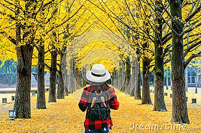 Woman traveler with backpack walking at row of yellow ginkgo tree in Nami Island, Korea. Stock Photo