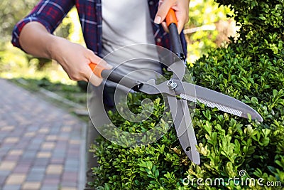 Woman trimming bush on sunny day, closeup. Gardening time Stock Photo