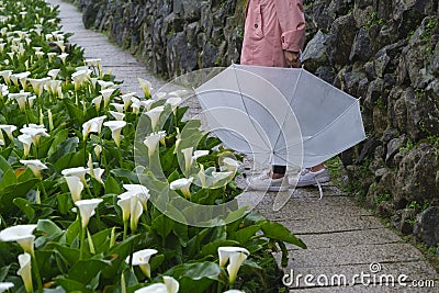 Woman with umbrella and Callalily flower at Yangmingshan National Park at Zhuzihu Taiwan Stock Photo