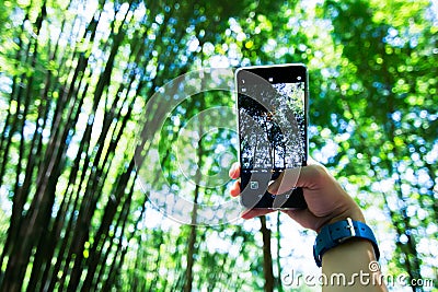 A woman using a smartphone to shoot bamboo forest. Stock Photo