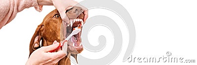 Woman using toothbrush to clen dogs teeth. Plaque removal, healthy dog teeth concept. Canine dental hygiene. Stock Photo