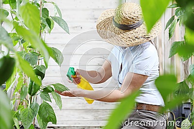 Woman in vegetable garden sprays pesticide on leaf of plant, car Stock Photo