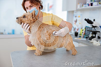 Veterinarian doctor examining cute dog in clinic Stock Photo