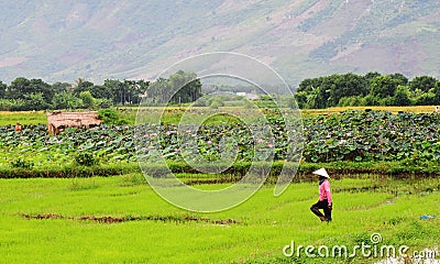 A woman walking on the field in Hagiang, northern Vietnam Editorial Stock Photo