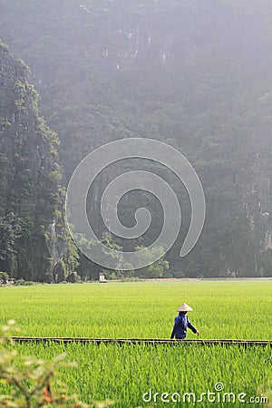 Woman Walking Through a Field in Vietnam Stock Photo