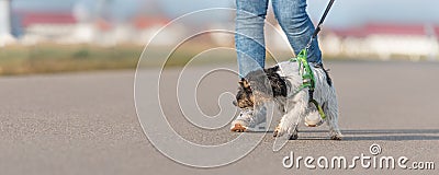 Woman is walking with a small disobedient Jack Russell Terrier dog on a tar road Stock Photo