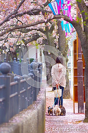 Woman walking Ooka River promenade of cherry blossoms in full bloom Editorial Stock Photo