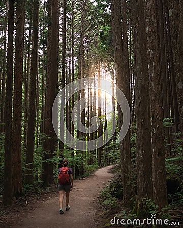 Woman walking on a path through the woods, towards the sun light. Dense forest with high tall trees. Nakasendo trail between Editorial Stock Photo