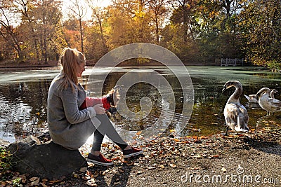 Woman walking with a small dog near beautiful lake with swans Stock Photo