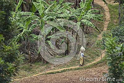 Rural scene in Karongi, Kibuye, Rwanda. Editorial Stock Photo