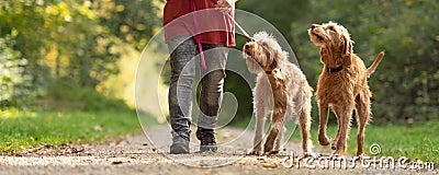 Woman is walking with two lovely Hungarian Magyar Vizsla dogs Stock Photo