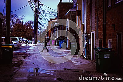 Alley Cats And Garbage Cans Editorial Stock Photo