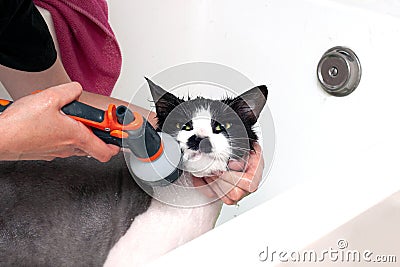 A woman washes a displeased cat under a shower in a beauty salon for animals. Dissatisfied and angry cat washes Stock Photo