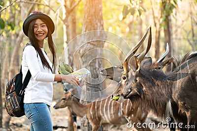 Woman watching and feeding animal in zoo Stock Photo