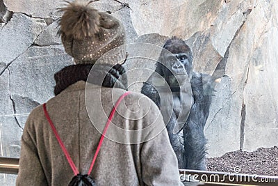 Woman watching huge silverback gorilla male behind glass in zoo. Gorilla staring at female zoo visitor in Biopark in Stock Photo