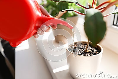 Woman watering growing home plant on windowsill indoors Stock Photo